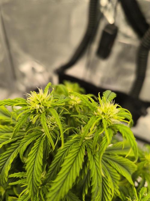 ALL GAS OG AUTO. Week 5