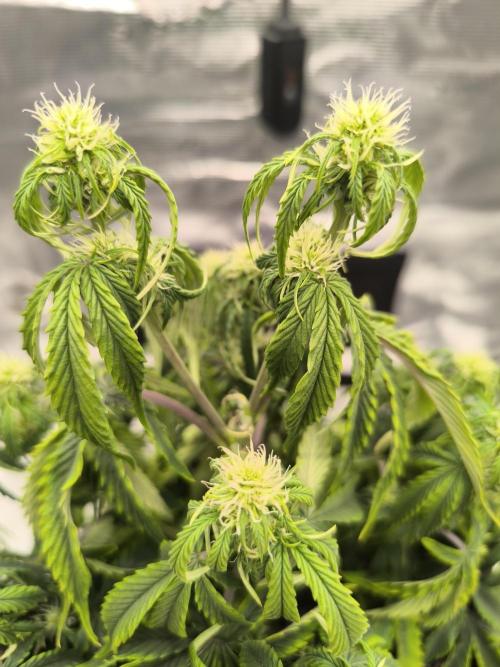 ALL GAS OG AUTO. Week 5