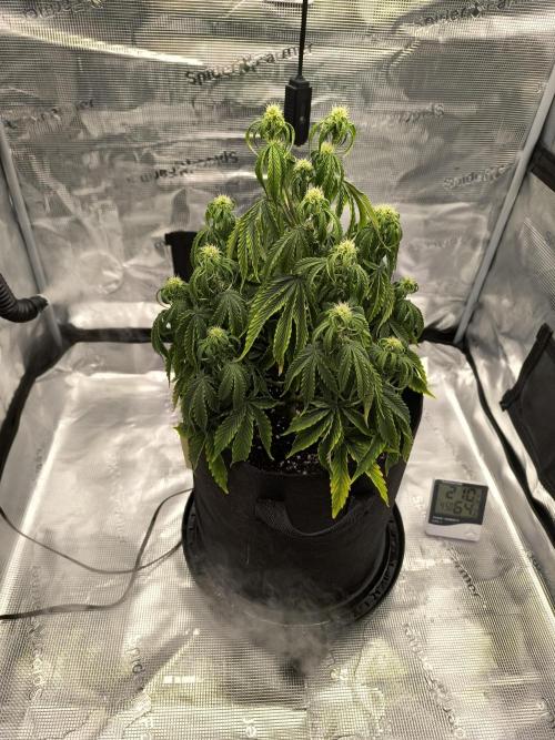 ALL GAS OG AUTO. Week 5