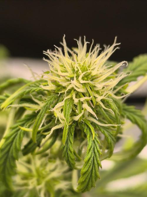 ALL GAS OG AUTO. Week 5