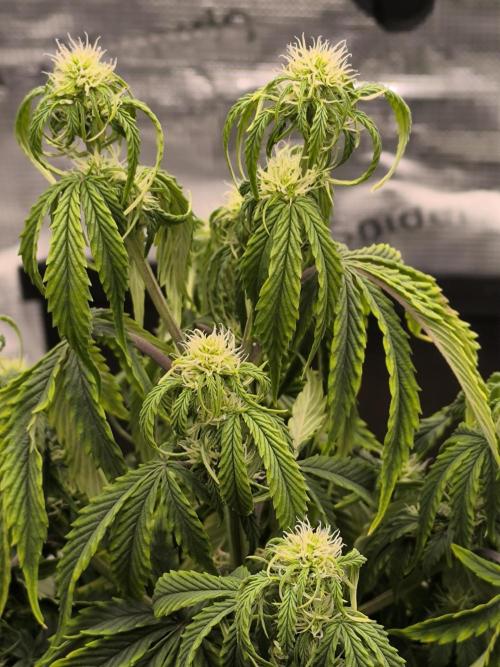 ALL GAS OG AUTO. Week 5