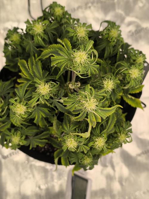 ALL GAS OG AUTO. Week 5