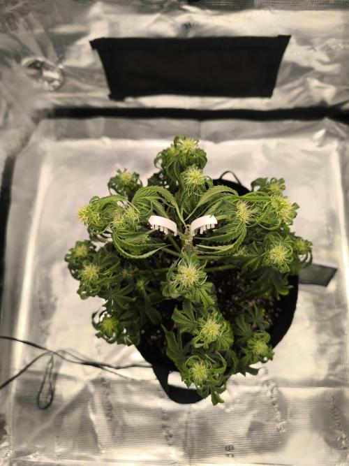 ALL GAS OG AUTO. Week 5