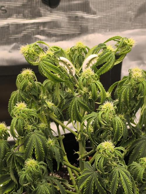 ALL GAS OG AUTO. Week 5