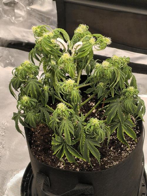 ALL GAS OG AUTO. Week 5