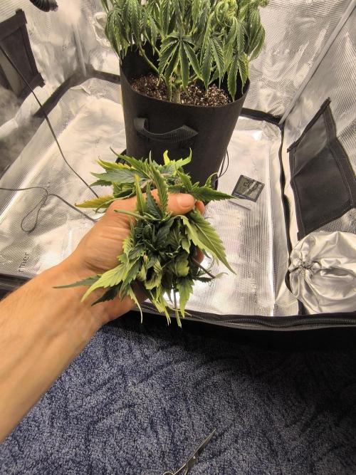 ALL GAS OG AUTO. Week 5