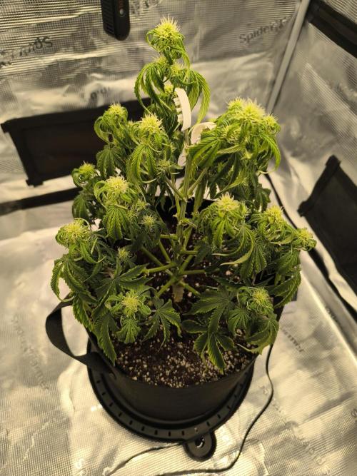 ALL GAS OG AUTO. Week 5