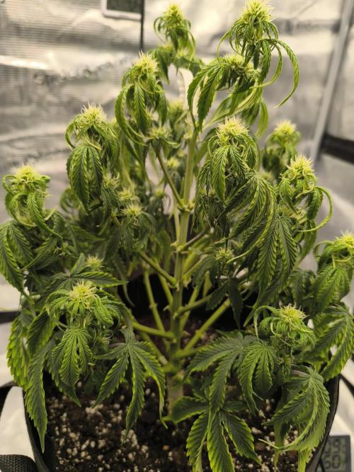 ALL GAS OG AUTO. Week 5