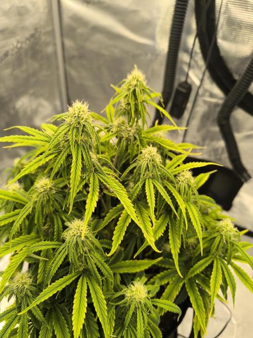 ALL GAS OG AUTO. Week 6