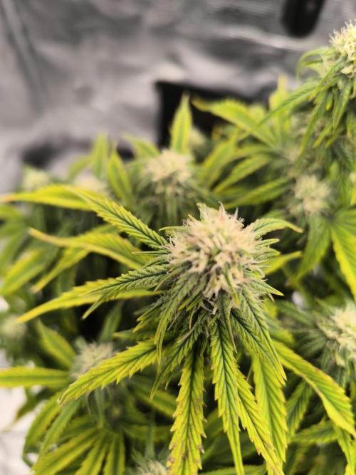 ALL GAS OG AUTO. Week 6