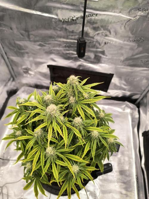 ALL GAS OG AUTO. Week 6