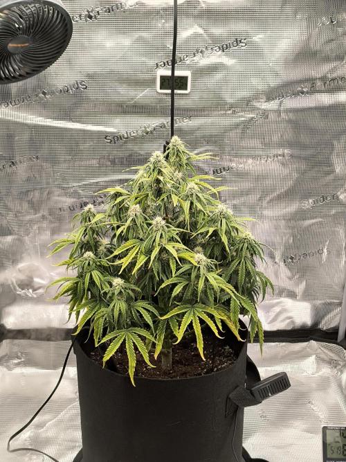 ALL GAS OG AUTO. Week 6