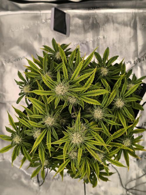 ALL GAS OG AUTO. Week 6