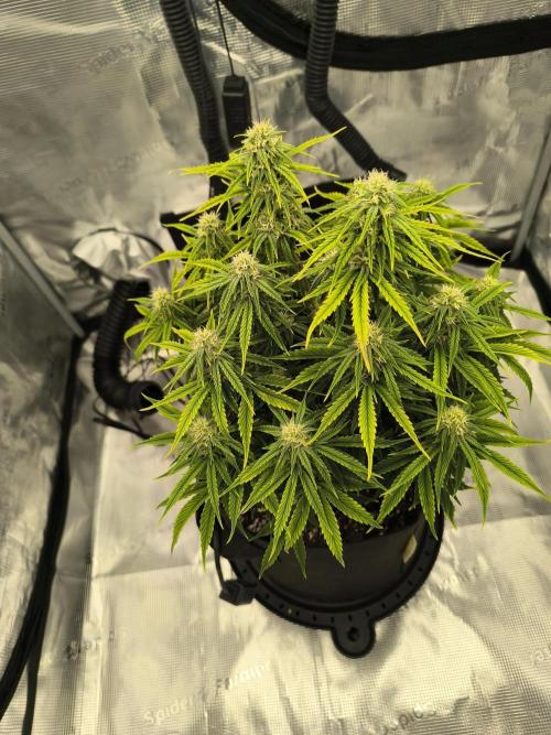 ALL GAS OG AUTO. Week 6