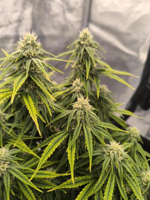 ALL GAS OG AUTO. Week 7