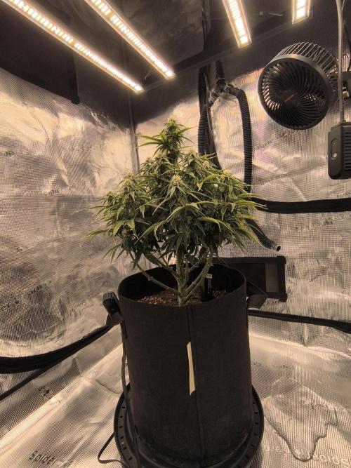 ALL GAS OG AUTO. Week 7