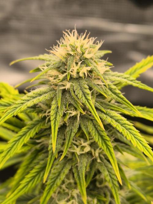 ALL GAS OG AUTO. Week 7