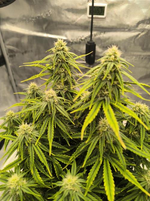 ALL GAS OG AUTO. Week 7