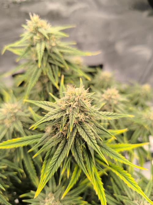 ALL GAS OG AUTO. Week 7