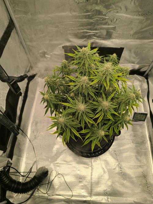 ALL GAS OG AUTO. Week 7