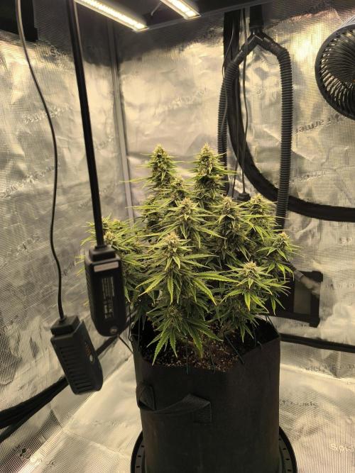 ALL GAS OG AUTO. Week 8