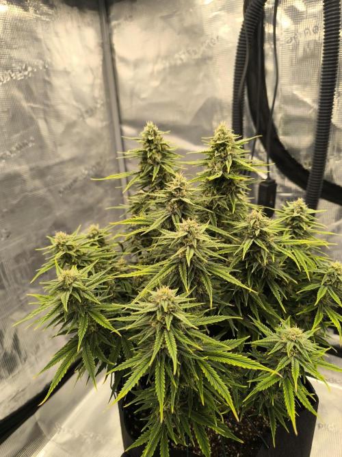 ALL GAS OG AUTO. Week 8