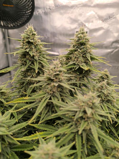 ALL GAS OG AUTO. Week 8