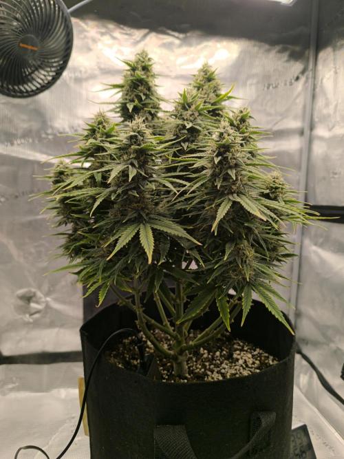 ALL GAS OG AUTO. Week 8