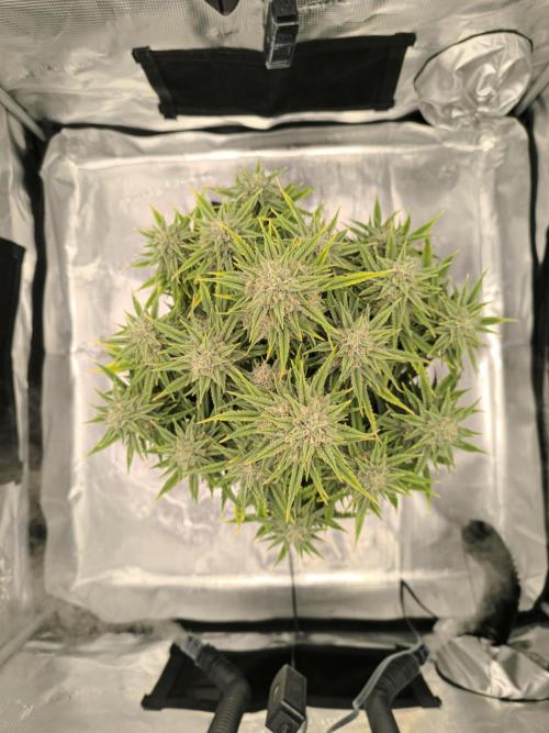 ALL GAS OG AUTO. Week 8