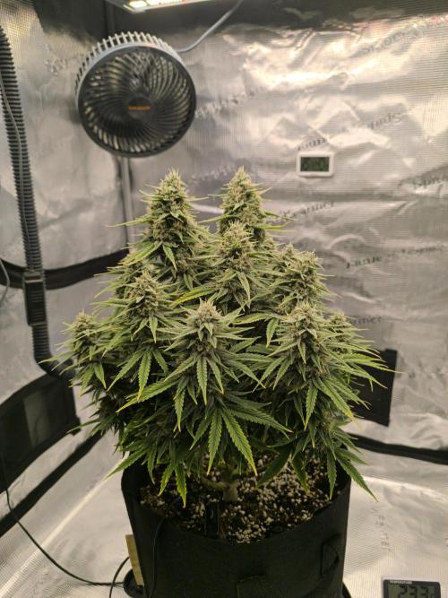 ALL GAS OG AUTO. Week 8