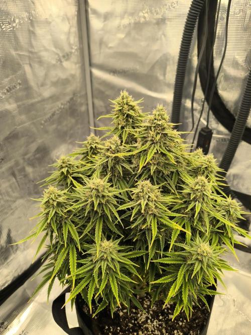 ALL GAS OG AUTO. Week 8