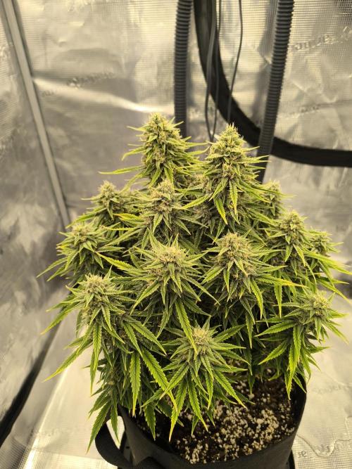 ALL GAS OG AUTO. Week 8