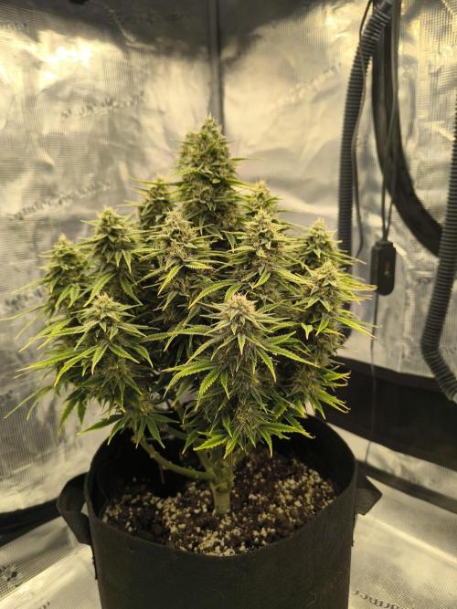 ALL GAS OG AUTO. Week 8 - 15.12.