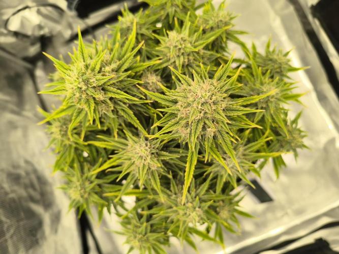 ALL GAS OG AUTO. Week 8