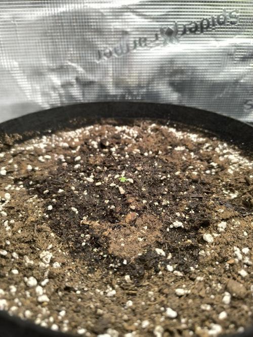 ALL GAS OG AUTO II.. Week 1