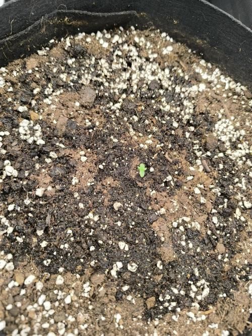 ALL GAS OG AUTO II.. Week 1