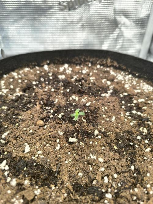 ALL GAS OG AUTO II.. Week 1