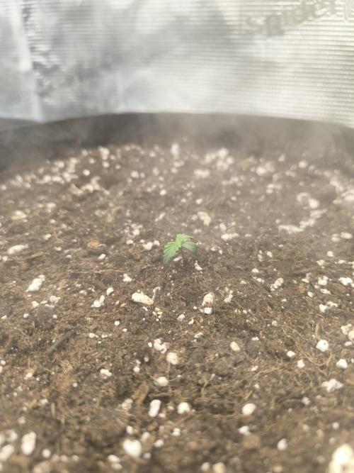 ALL GAS OG AUTO II.. Week 1