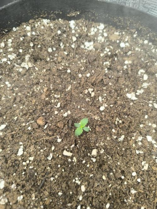 ALL GAS OG AUTO II.. Week 1