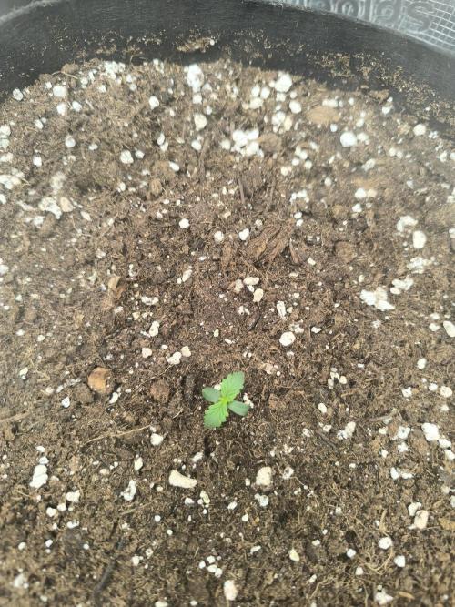 ALL GAS OG AUTO II.. Week 1