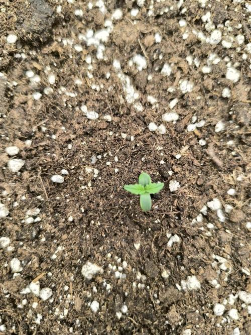 ALL GAS OG AUTO II.. Week 1