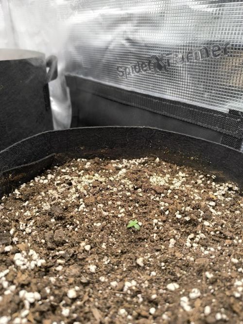 ALL GAS OG AUTO II.. Week 1