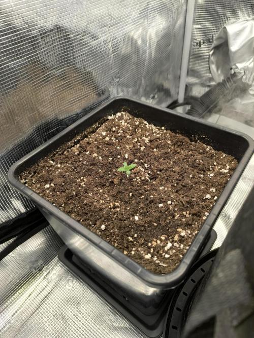 SPECIAL QUEEN 1. Week 0