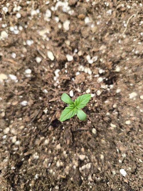 SPECIAL QUEEN 1. Week 0