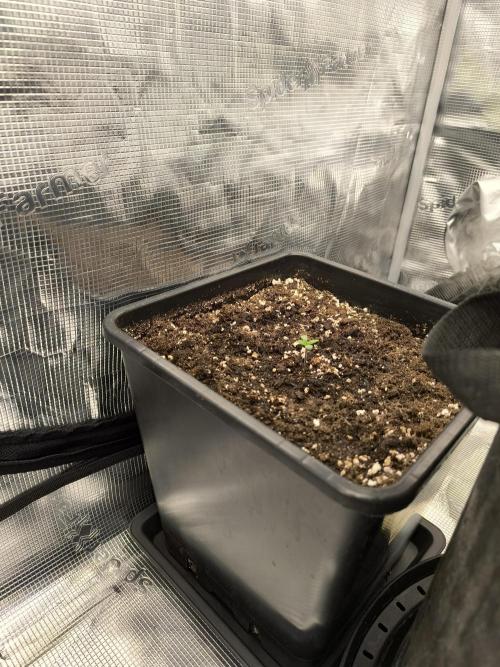 SPECIAL QUEEN 1. Week 0