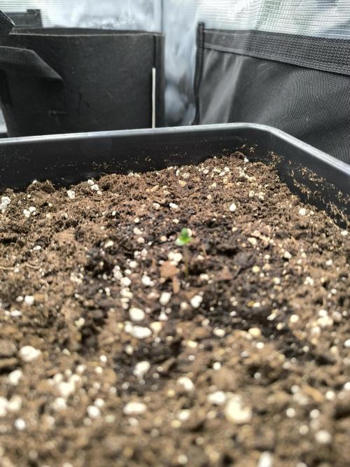 SPECIAL QUEEN 1. Week 0