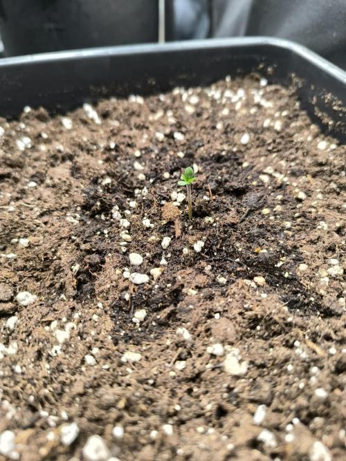 SPECIAL QUEEN 1. Week 0