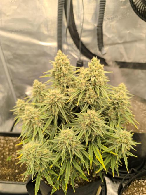 ALL GAS OG AUTO. Week 9