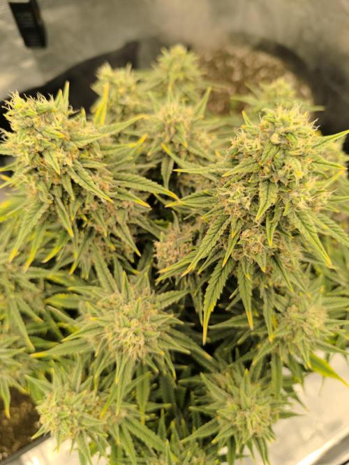 ALL GAS OG AUTO. Week 9