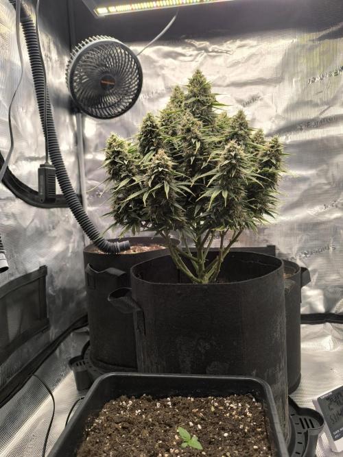 ALL GAS OG AUTO. Week 9